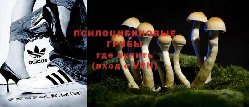 darknet официальный сайт  Биробиджан  Галлюциногенные грибы Psilocybe 